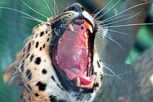 ������� �����